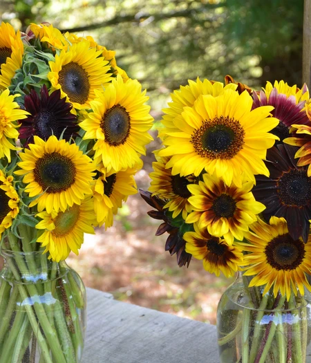 sunflowers