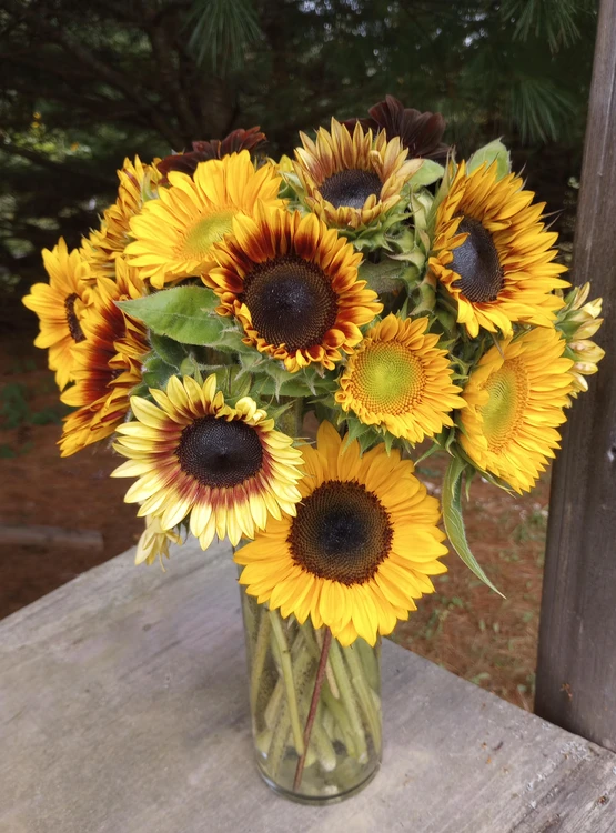 Sunflower CSA